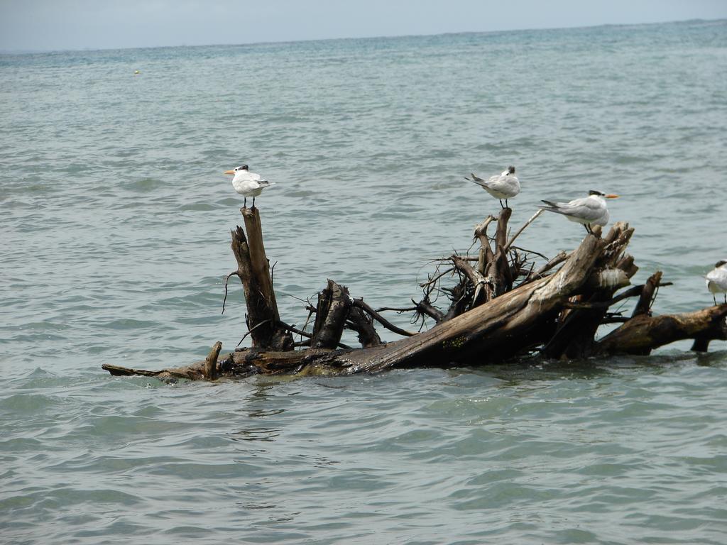 Babilonia Aparthotel Cahuita Szoba fotó