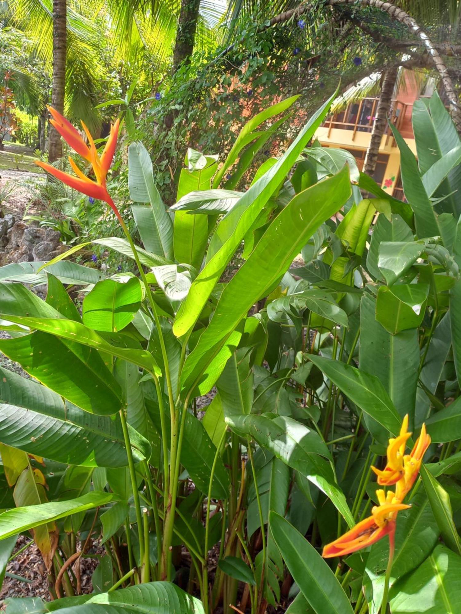Babilonia Aparthotel Cahuita Kültér fotó