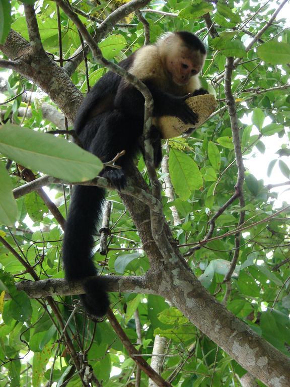 Babilonia Aparthotel Cahuita Kültér fotó