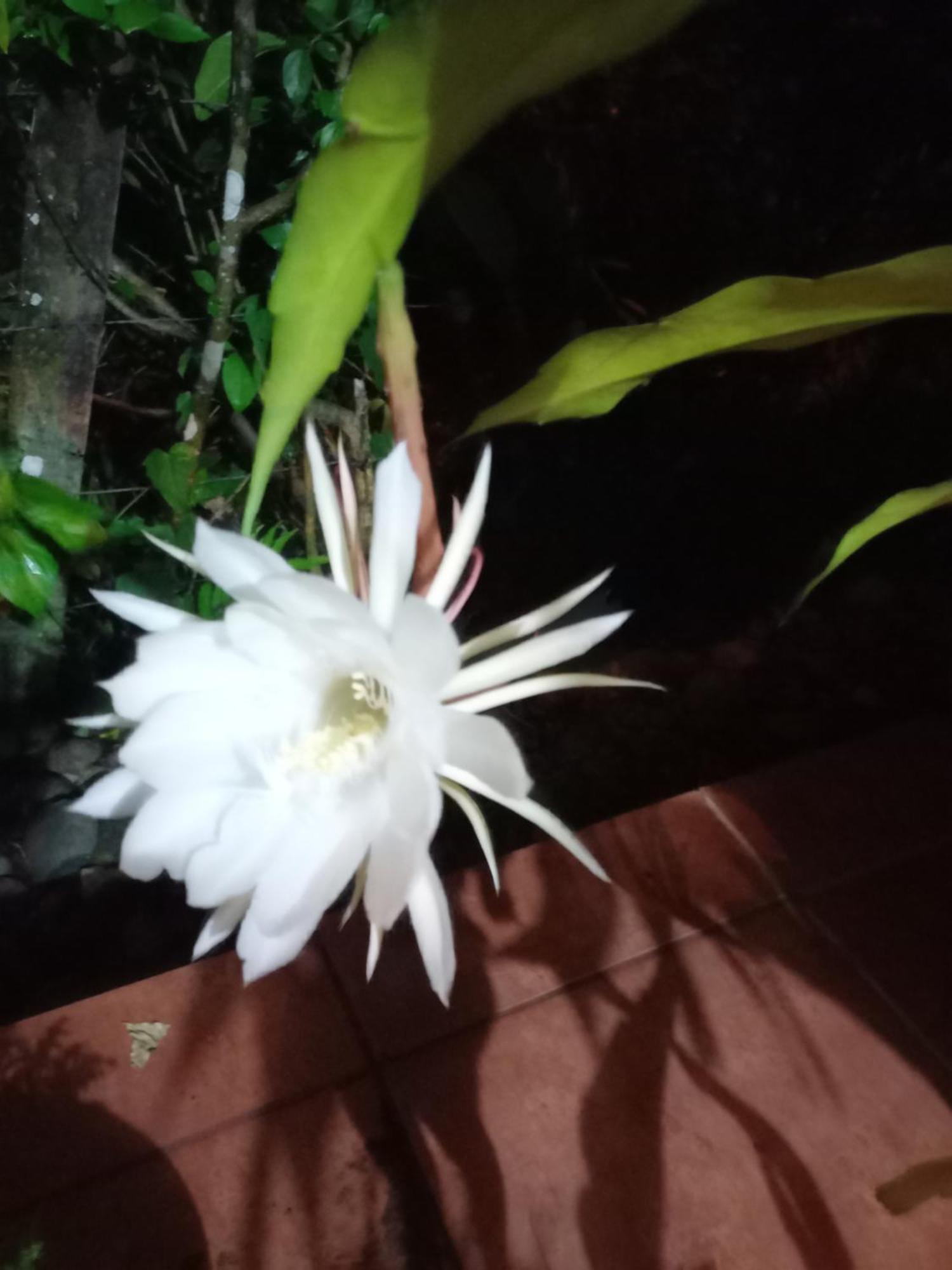 Babilonia Aparthotel Cahuita Kültér fotó