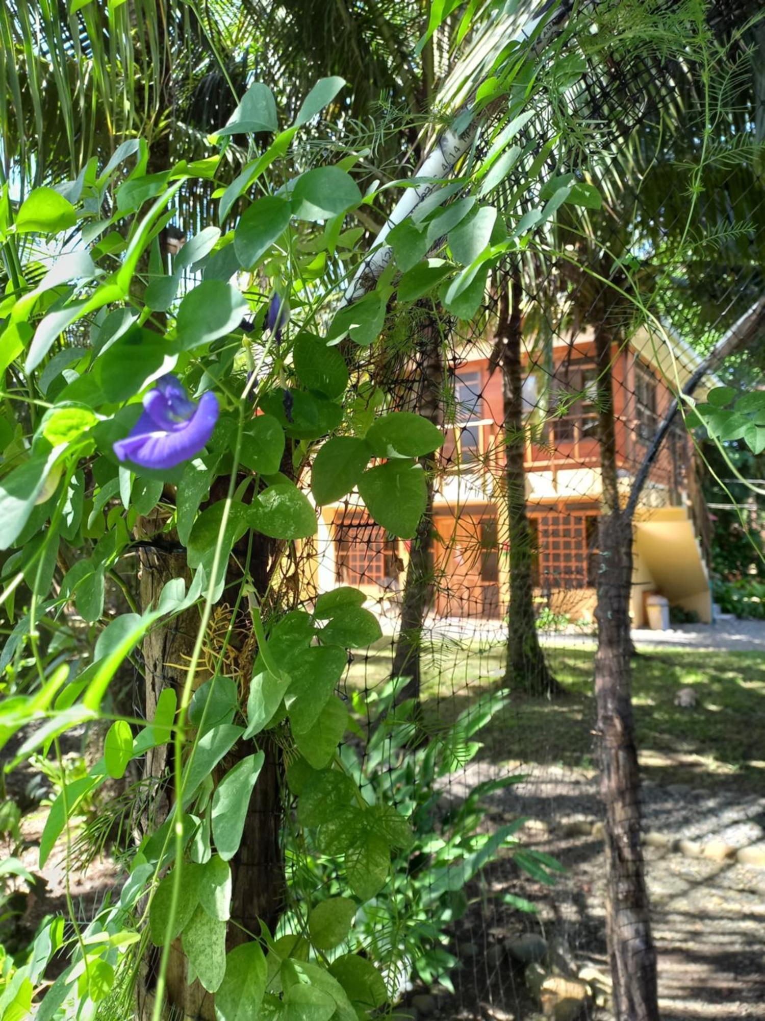 Babilonia Aparthotel Cahuita Kültér fotó