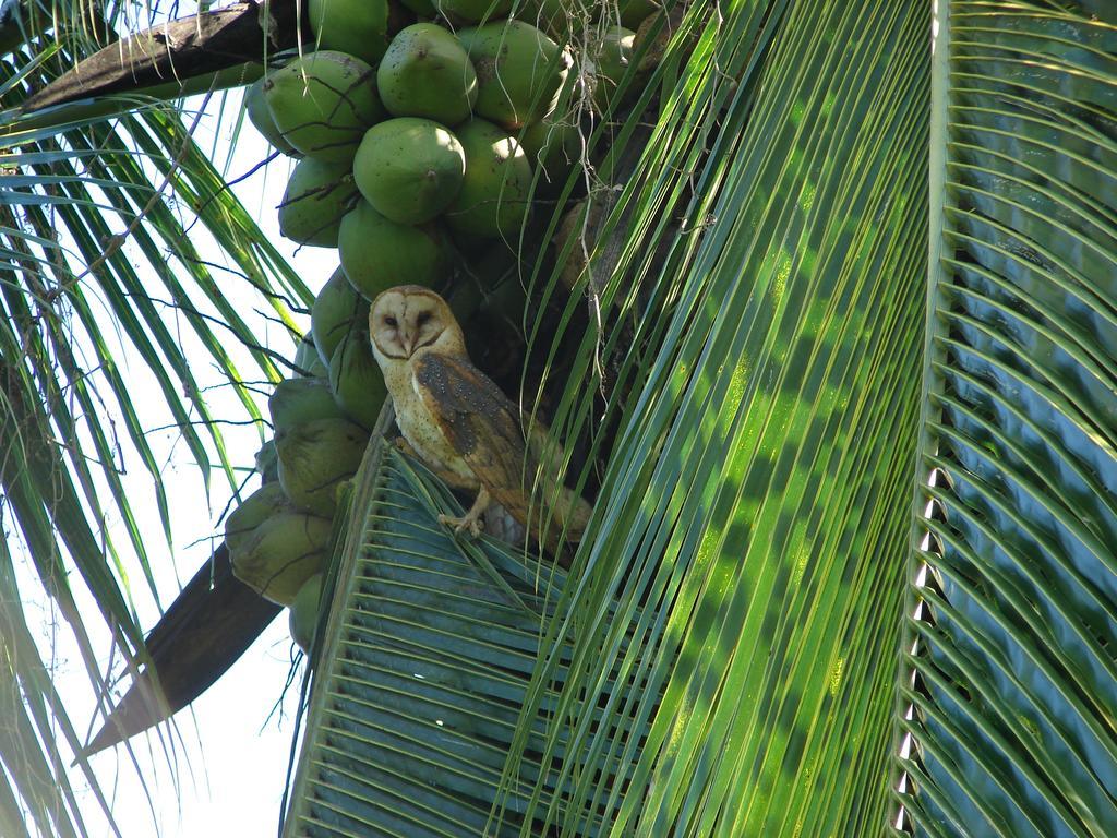 Babilonia Aparthotel Cahuita Kültér fotó