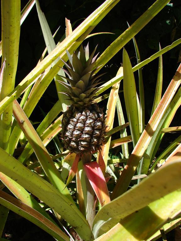 Babilonia Aparthotel Cahuita Kültér fotó