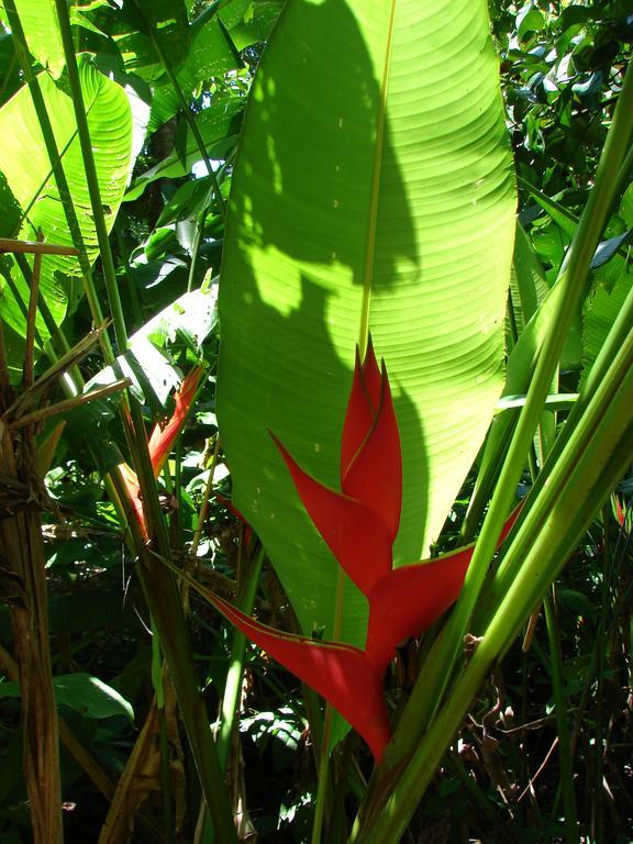 Babilonia Aparthotel Cahuita Kültér fotó