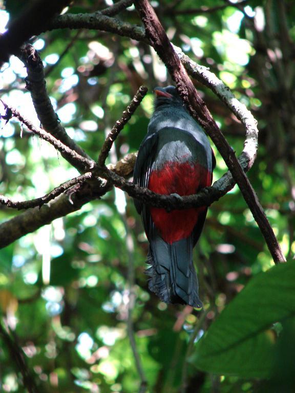 Babilonia Aparthotel Cahuita Kültér fotó