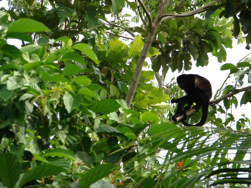 Babilonia Aparthotel Cahuita Kültér fotó