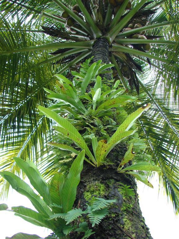 Babilonia Aparthotel Cahuita Kültér fotó